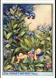 Flower Fairies Vintage Image 20 folded cards Forget me not Fairy baby A6 blank - Picture 1 of 2