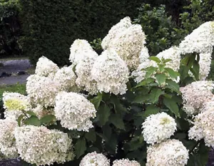 Hydrangea Paniculata 'Phantom' - Rispenhortensie - cremegelbe Rispenblüten - Bild 1 von 2