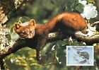 Carte maximale E0008 WWF 1992 animaux de la faune Irlande martre de pin