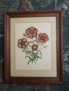 Vtg Mrs. Withers Dianthus Heddewigi Printed By C.F. Cheffins Picture Flowers B3H - Picture 1 of 6
