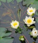 Zwerg-Seerose Nymphaea  tetragona Seerosen kleinste winterharte Seerose