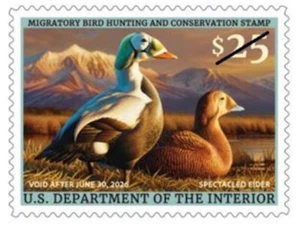 #RW92 2025 -2026 Federal Duck Stamp - Spectacled Elder - MNH - Picture 1 of 1
