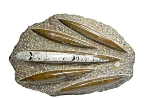 Ancient Orthoceras Nautiloid Fossil 400 Million Years Old - Picture 1 of 3