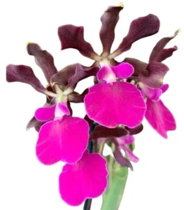 Encyclia atropurpurea, Large Plant, Orchid Plant, RARE - Picture 1 of 6