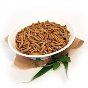 MEHLWÜRMER ZUM KOCHEN - Essbare Insekten von Snack-Insects zum Kochen & Essen - Bild 1 von 1
