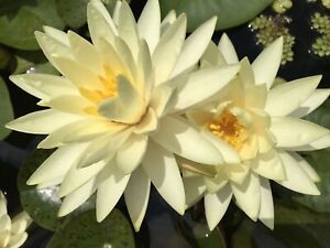 Water Lily 'Texas Dawn' (Nymphaea) / Winter-Hardy Sprouted Tuber Rhizome