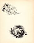 1937 Vintage Cairn Terrier Print Wall Art Decor Lucy Dawson Illustration 5081t