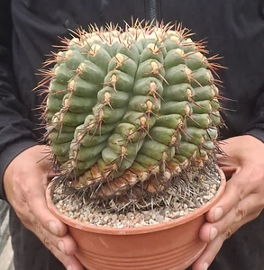 Thelocactus hexaedrophorus (Mexiko) RIESIGE, REIFE PFLANZE ebay-X087 - Bild 1 von 24