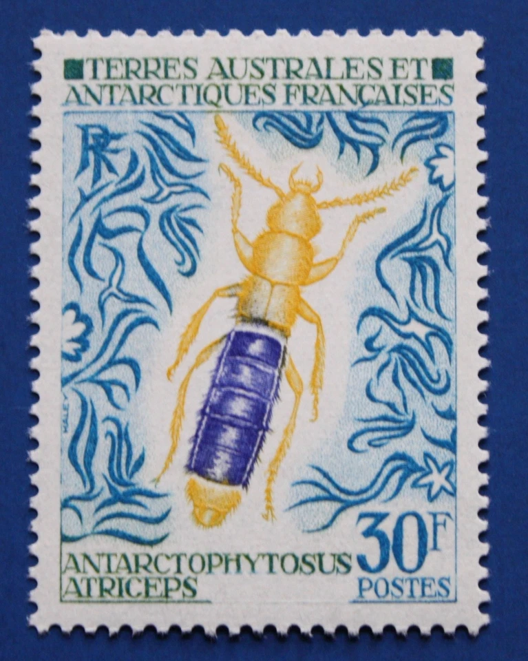 FSAT (49) 1972 Insects - Antarctophytosus Atriceps single (MNH) - Image 1 of 1