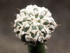 Astrophytum asterias cv. 'Super Kabuto' seeds (10 pack)