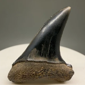 Uncommon NICE 1.56" Fossil Extinct Serrated Mako Shark- I. subserratus- Holland - Picture 1 of 6