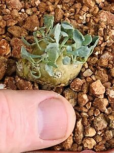 Othonna cacalioides —Fairviewplants Succulents Succulent Caudex Caudiciform Aloe