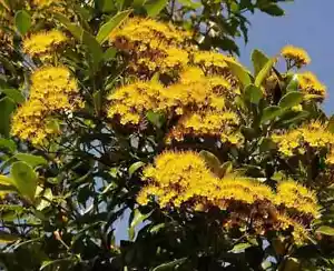 RARE NATIVE QLD GOLDEN MYRTLE-METROSIDEROS QUEENSLANDICA-GARDEN FEATURE SHRUB - Picture 1 of 4