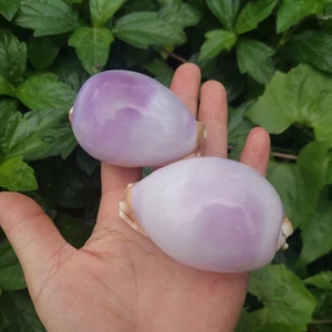 1pc Shiny Purple Natural Sea Snail 6-7.5CM Seashell Specimen Decors Ornament DIY - Picture 1 of 14