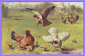 POLLOS DE PÁJARO TRATANDO DE PROTEGER A LOS POLLOS DEL HALCÓN POSTAL FIRMADA POR UN ARTISTA MULLER - Imagen 1 de 1