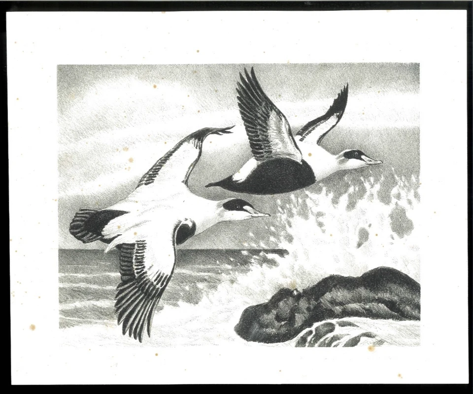 RW24 1957 FEDERAL DUCK STAMP PRINT  2nd Edition Reg $1400 by Abbott - Image 1 of 1