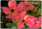 Postcard - Hibiscus - Florida - Land of Flowers - USA, North America