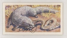 1962 Brooke Bond Asian Wild Life Tea Indian Mongoose #17 z6d