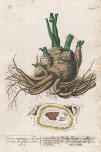 Cicuta Root Hemlock Wasserschierling Blackwell Kräuterbuch Copperplate Engraving - Picture 1 of 1