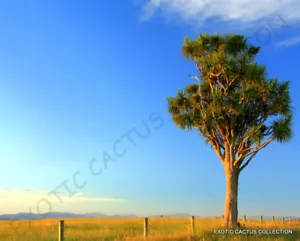 EXOTIC CORDYLINE AUSTRALIS cabbage tree @j@ rare palm trees plant seed 10 seeds - Picture 1 of 3