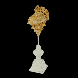 Gallerie II 14" Beach Brown and Cream Seaside Seashell on Pedestal Finial Decor - Bild 1 von 1