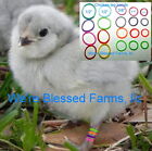 We're Blessed Farms Chicken LEG BANDS chick multi color ELASTIC~USA MADE SOLD