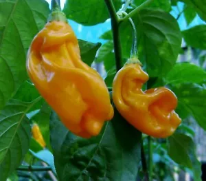Chile Goronong - 5+ semillas - ¡Semillas vegetales de reliquia! Ch 131 - Imagen 1 de 1