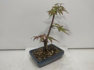 Japanese 'Deshojo' Maple  bonsai #D120 in a15cm Ceramic pot -Jan 2022 SALE