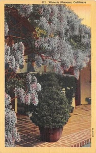 Lote 113 flores de glicinia california estados unidos - Imagen 1 de 2