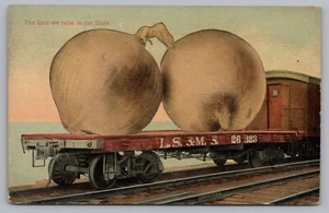 Postcard The Kind We Raise in Our State Onions on LS & MS Rail Car Exaggeration - Picture 1 of 2
