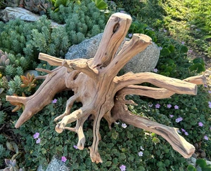 Large Natural Manzanita Driftwood 21" Aquarium Reptile Terrarium Home Decor - Picture 1 of 19
