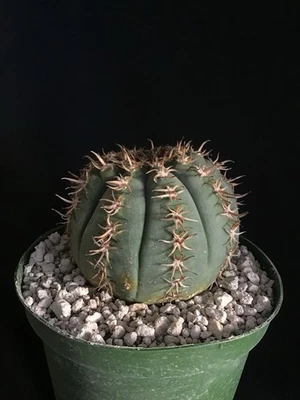 Gymnocalycium spegazzinii var. cactus unguispinum Foto 1 de 4