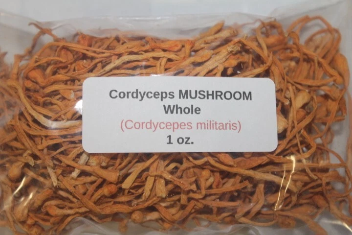1 oz. HONGO Cordyceps entero (Cordycepes militaris) Foto 1 de 1
