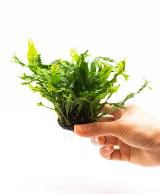 Java Fern 'Windelov' (Microsorum Pteropus) on Nutripad - Live Aquatic Plant - Image 1 of 3