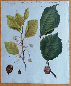 Bertuch Originaldruck Koloriert Botanik Buche Ulme - 1792 - Bild 1 von 1
