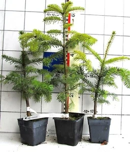 Abies nordmanniana, "Oh Tannenbaum", Nordmanntanne, mehrj. Pflanze) im Topf - Bild 1 von 2