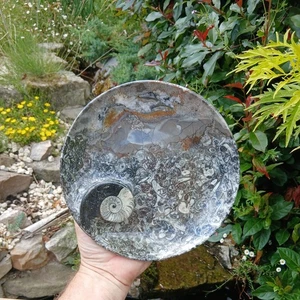 Polished Marble Goniatite Orthoceras Fossil Bowl Dish- Devonian - Morocco 220mm - Picture 1 of 11