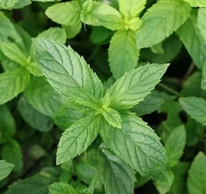 500+ Peppermint Seeds , NON-GMO, Aromatic Perennial, FREE SHIPPING - Picture 1 of 3