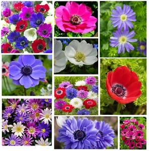 Anemone Bulbs Collection Spring Summer Flowering Hardy Garden Flower Plant Corms - Picture 1 of 108