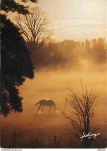 Animaux - Chevaux - Carte Feeling - Horses - Pferde - CPM - Carte Neuve - Voir S - Imagen 1 de 2