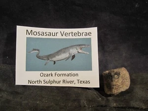Osso di dinosauro mosasauro vertebre osso nord zolfo fiume Texas, Stati Uniti - Foto 1 di 10