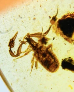Cretaceous Fossil Burmese amber burmite Pseudoscorpion insect amber Myanmar - Picture 1 of 4