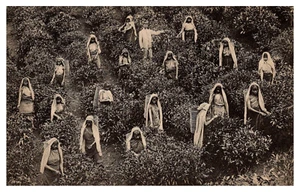 CEYLON / SRI LANKA TEA PLUCKERS / PICKERS AT WORK OLD POSTCARD - Picture 1 of 2