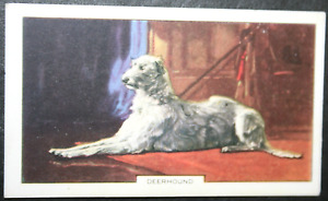 SCOTTISH DEERHOUND   Vintage 1938  Illustrated Dog Card  