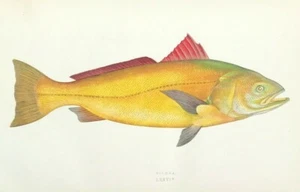 Fish Sciaena de Jonathan Couch Islas Británicas Pez 1862 Impresión Original Color - Imagen 1 de 3
