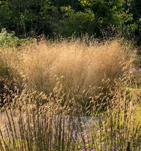 Deschampsia cespitosa 'Goldtau' grass set of three 9cm plants - Picture 1 of 3