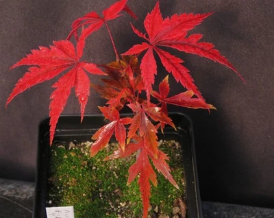 Seed-Grown Acer Palmatum 'Autumn Fire' Japanese Maple Tree Seedling 6" Tall - Image 1 of 3
