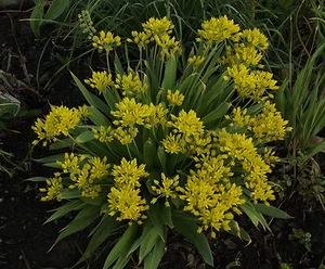 @ (◕‿◕)\\@  AUSVERllium moly - Goldener Zierlauch * - Bild 1 von 1