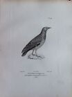TINOCHORE d'ORBIGNY fem acquaforte 1830 Ornitologia Uccelli Centurie zoologique 