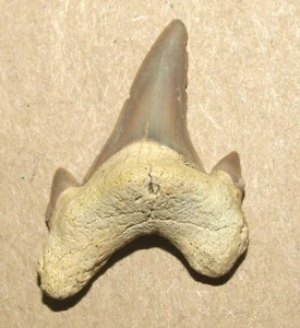 Dwardius siversoni, dente di squalo MOLTO BELLO, Albiano della regione di Belgorod, Russia - Foto 1 di 11
